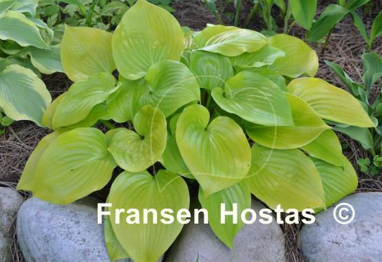 Hosta Appletini